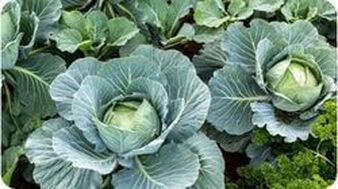 Product Image That We Deliver - Cabbage